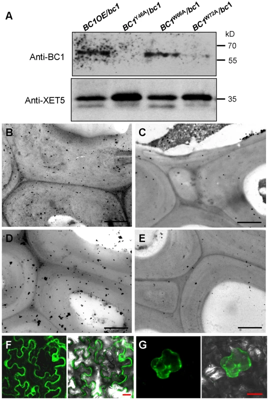 The CBM and GPI-substitution are essential for the cell wall localization of BC1.
