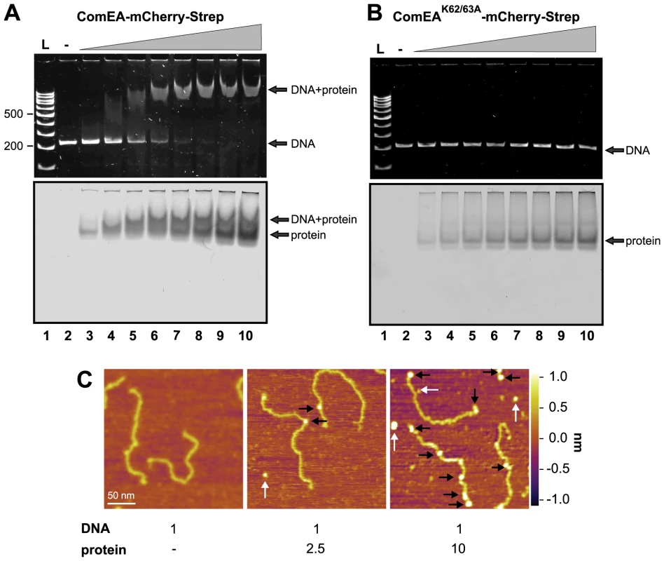 ComEA but not ComEA<sup>K62/63A</sup> binds to DNA <i>in vitro</i>.