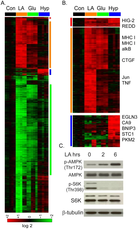 The lactic acidosis triggers starvation response.