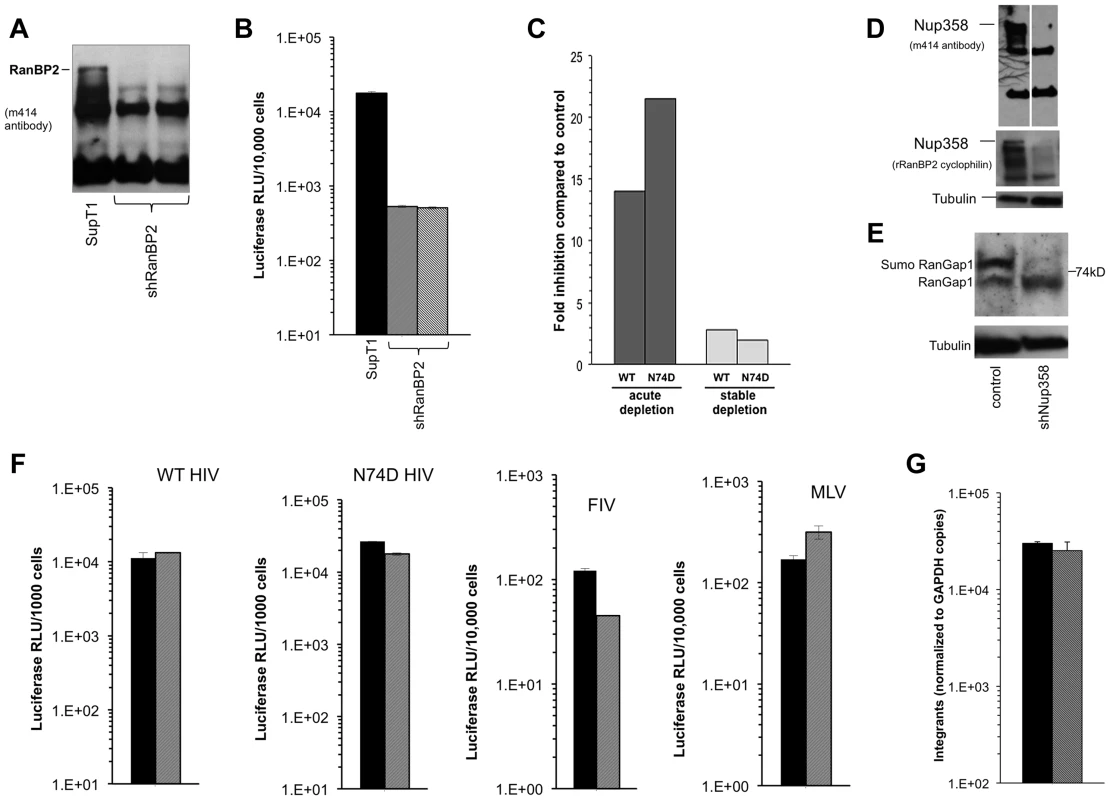 Acute and stable Nup358 depletion in human CD4+ T cells.