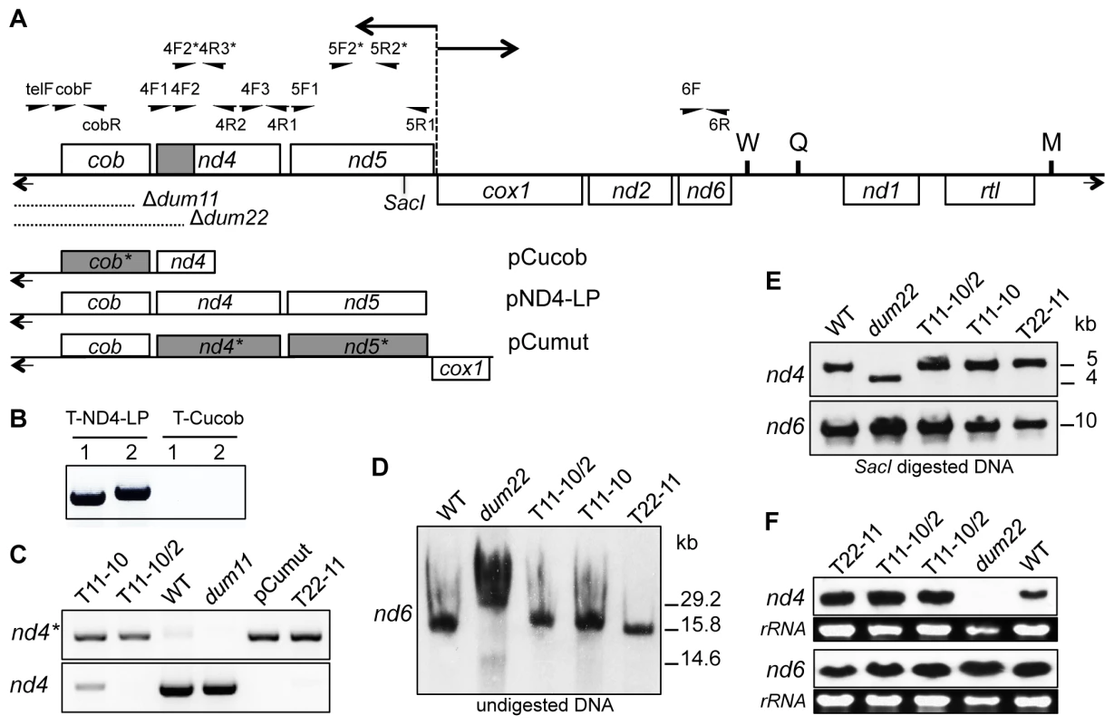 Molecular characterization of the transformants.