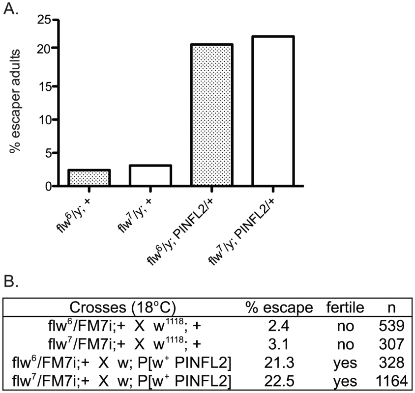 Expression of transgenic PINCH increases the number of <i>flw</i> adult male escapers and restores their fertility.