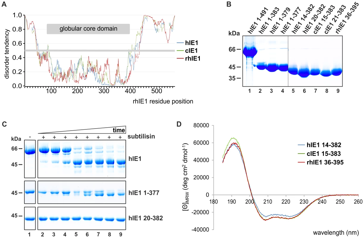 The IE1 proteins of the primate cytomegaloviruses human (h), chimpanzee (c) and rhesus (rh) cytomegalovirus contain a conserved, stably folded globular core domain.