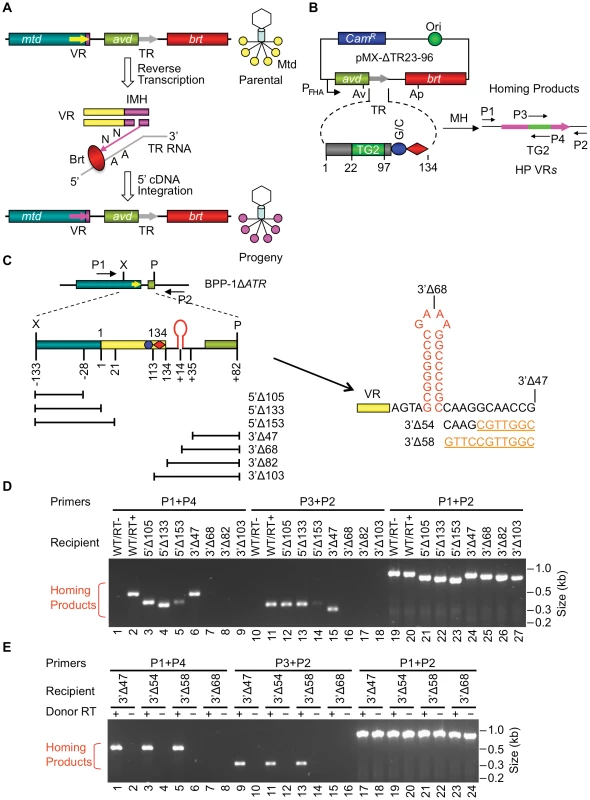 Boundaries of the BPP-1 DGR target sequence.