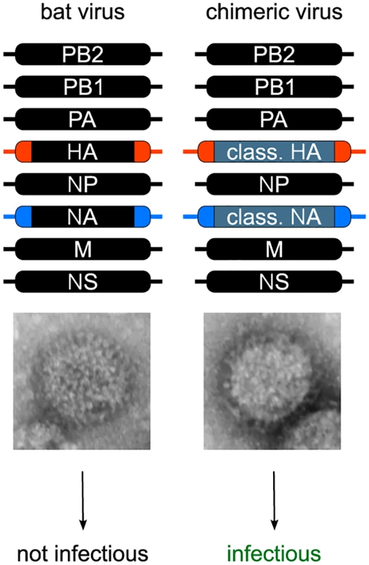 Generation of recombinant bat chimeric influenza viruses.