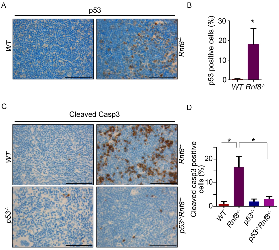 Increased p53 expression and cleaved caspase-3 levels in <i>Rnf8<sup>−/</sup></i><sup>−</sup> thymocytes.
