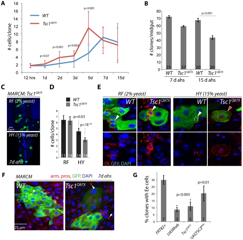 Nutrient-dependent dysfunction of TSC mutant ISCs.