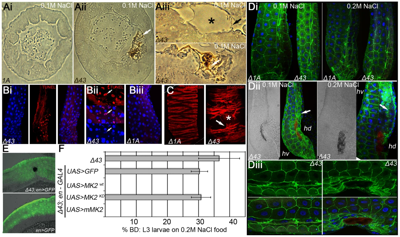 Increased apoptosis and tissue damage in hindguts of <i>MK2</i> mutants.
