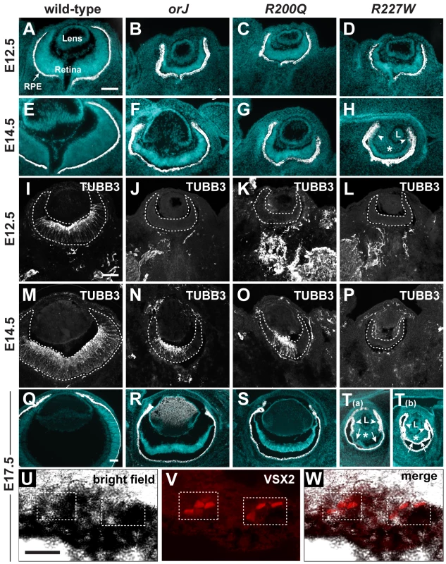 Ocular histology and neurogenesis in <i>Vsx2</i> mutants.