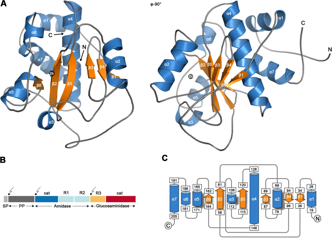 Crystal structure of the catalytic domain of AmiE.
