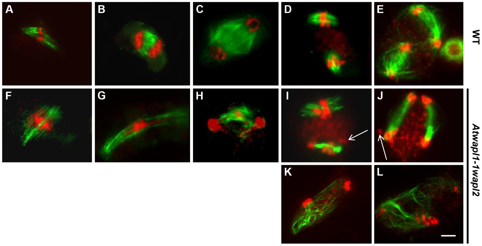 Meiotic spindle assembly and structure is altered in <i>wapl</i> plants.