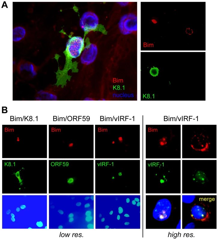 Nuclear localization of Bim during HHV-8 productive replication.