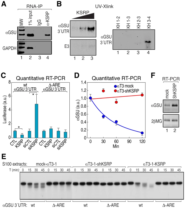 KSRP is required for αGSU mRNA degradation.