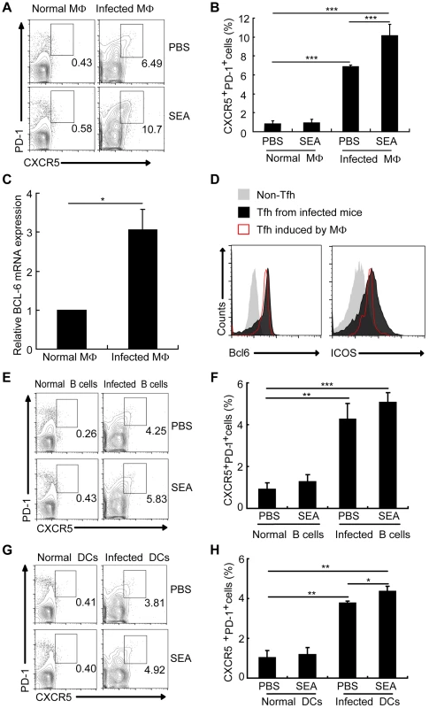 Macrophages drive Tfh cell generation.