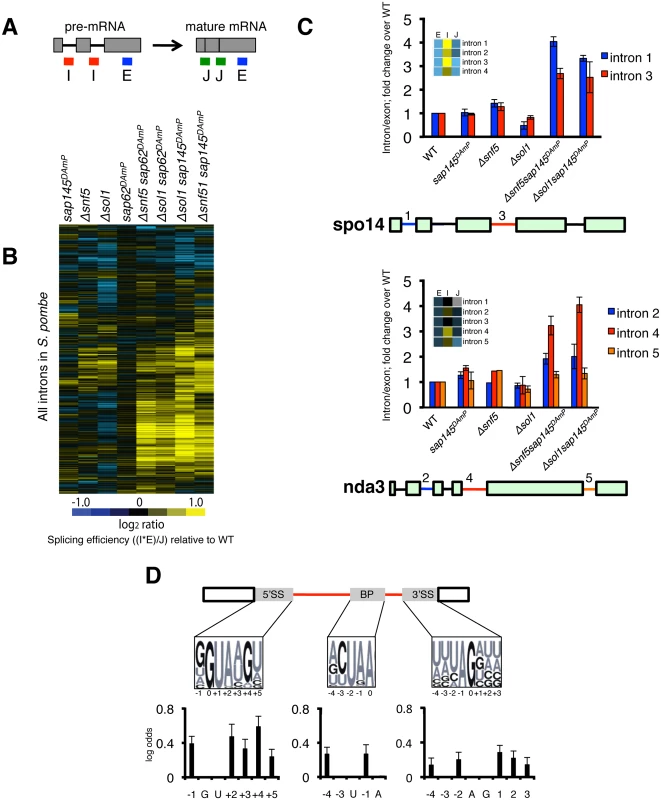 SWI/SNF-SF3 double mutants have a splicing defect.