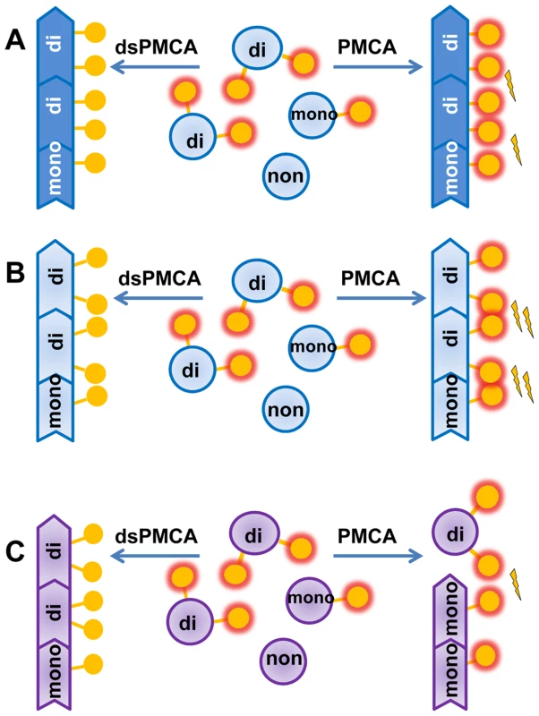 Schematic diagrams illustrating that prion polymerization and PrP<sup>Sc</sup> glycoform ratio are controlled by sialic acid residues of glycans.