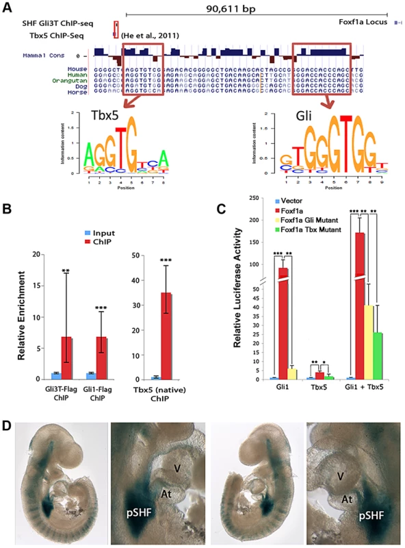 Integration of Hedgehog and Tbx5 activity on an enhancer at <i>Foxf1a</i>.