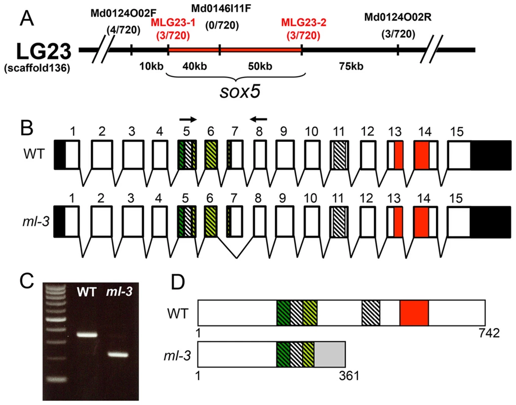 Mapping of the <i>ml-3</i> locus.