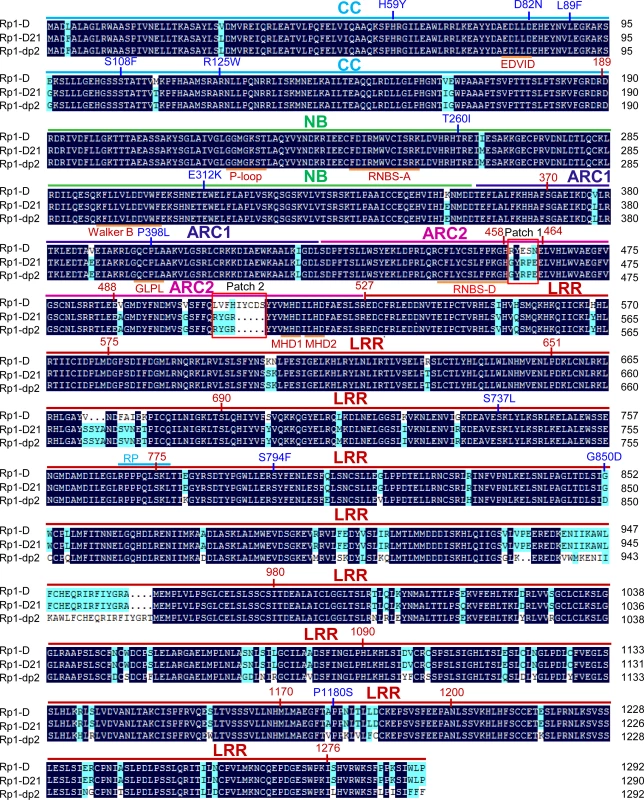 Sequence alignment of Rp1-D, Rp1-dp2 and Rp1-D21.