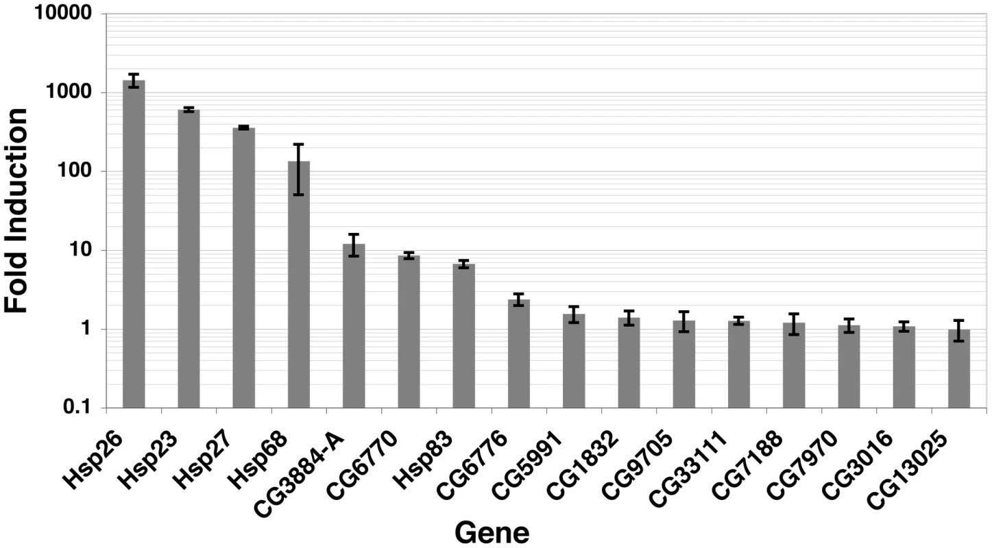 Induced mRNA accumulation after a 20′ HS shows that promoter-bound HSF has varying induction effects.