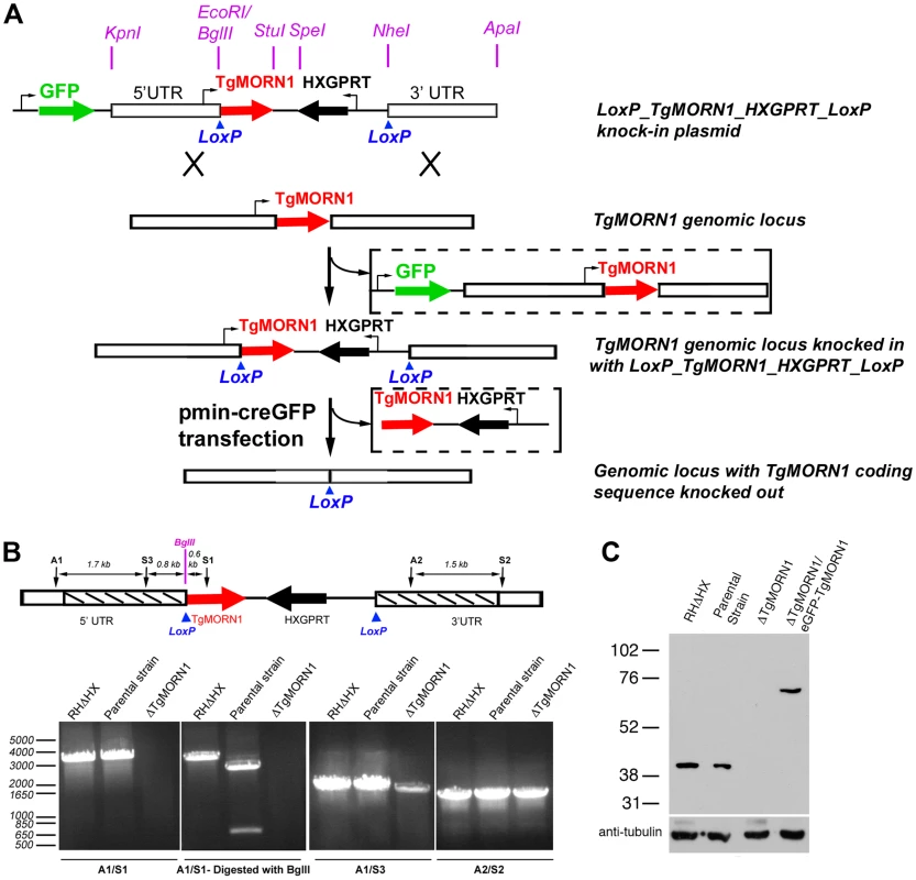 The generation of TgMORN1 knockout (<i>ΔTgMORN1</i>) parasites.