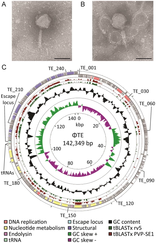 ΦTE morphology and genome overview.