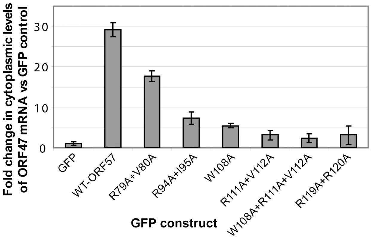 Perturbing the ORF57-REF/Aly interaction with point mutations decreases cytoplasmic accumulation of viral mRNA.