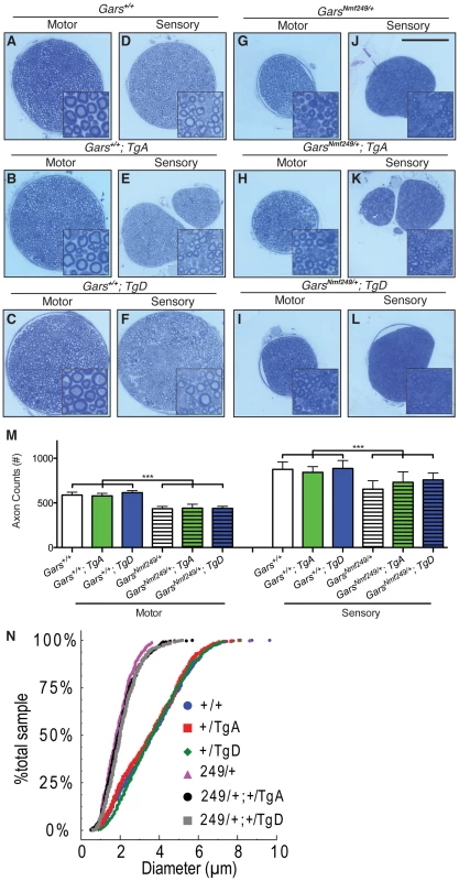Neither motor nor sensory axon loss in <i>Nmf249/+</i> mice is abated by transgenes A or D.