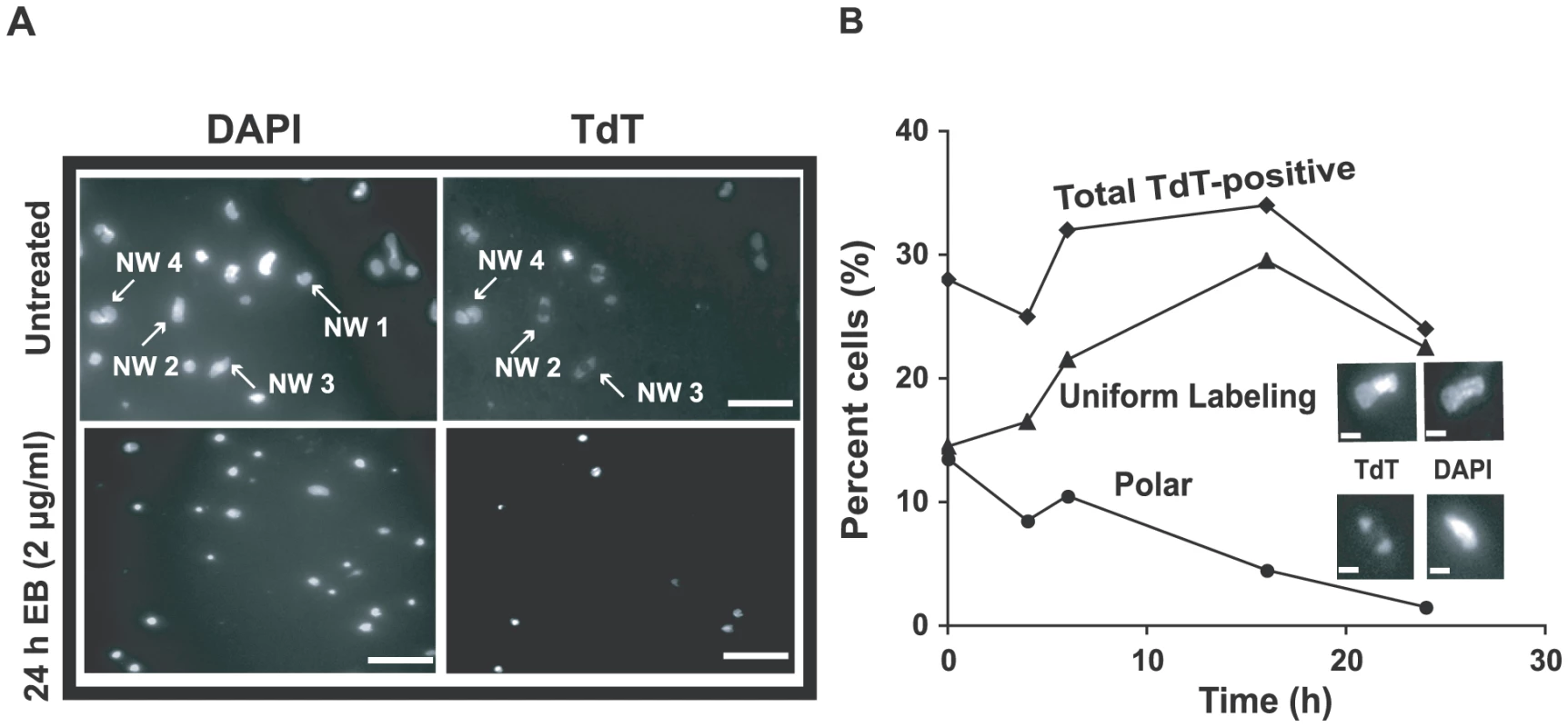 Effect of EB on distribution of gapped circles in isolated networks.