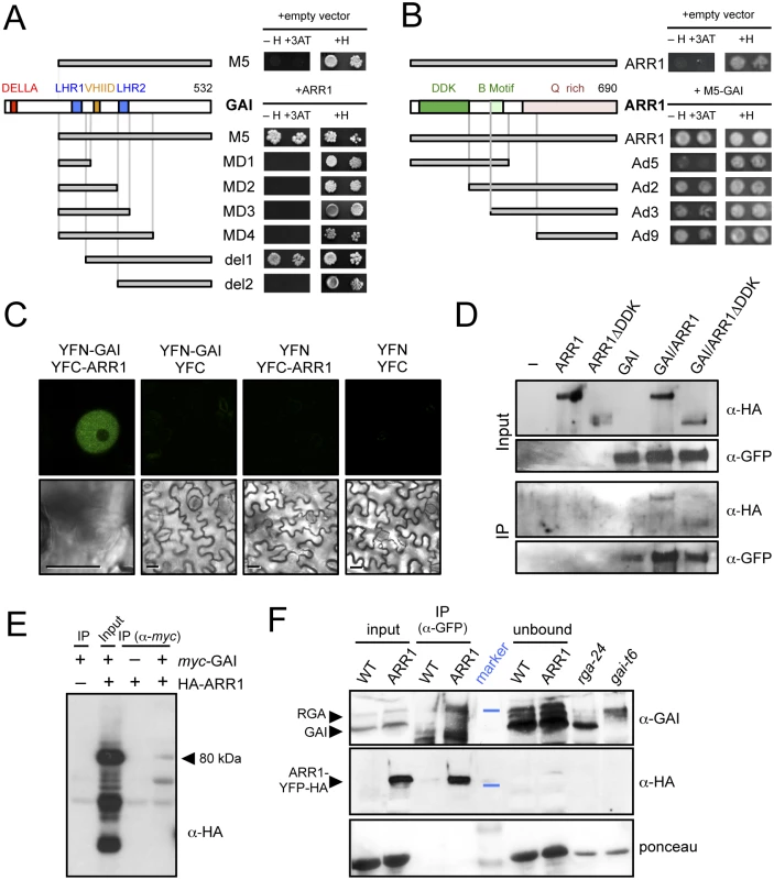 ARR1 and GAI interact physically in plants.