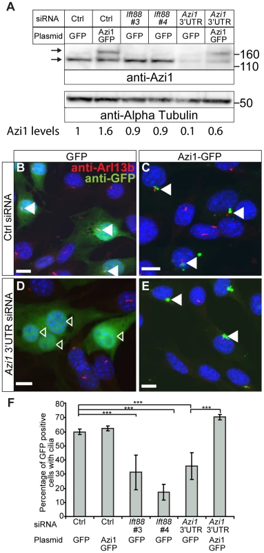 <i>Azi1</i> knock-down leads to reduced ciliogenesis.