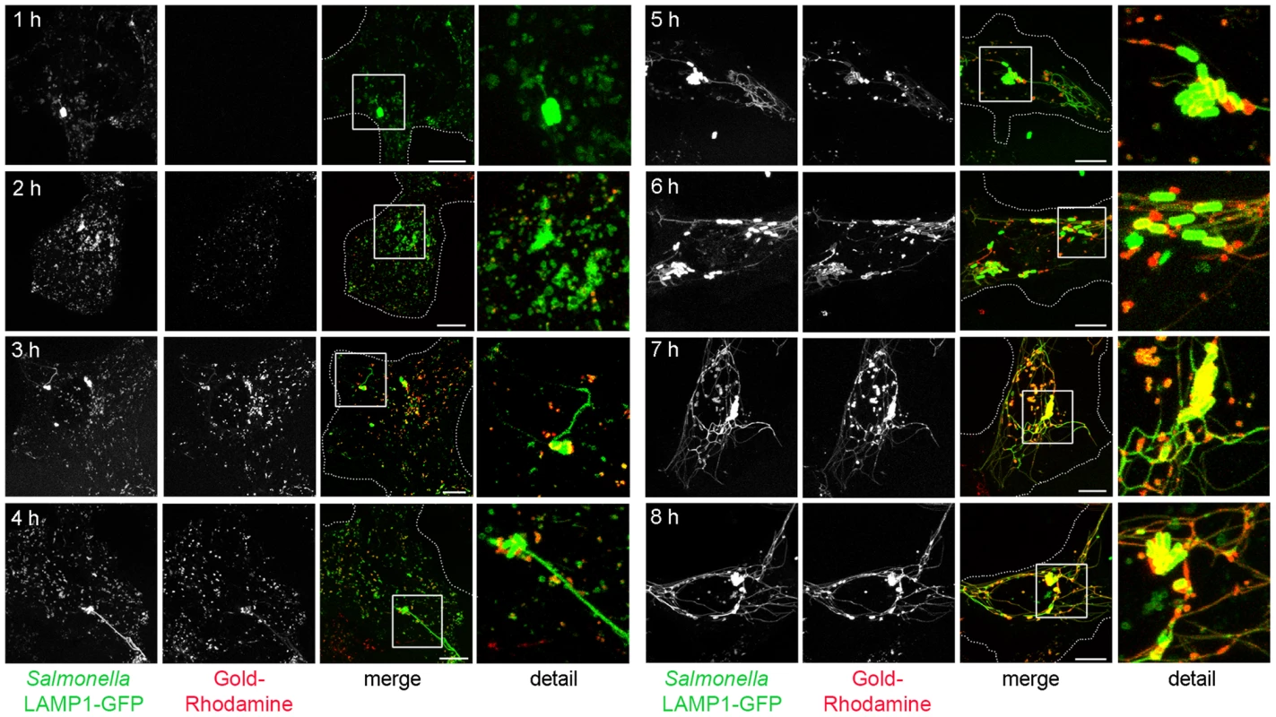 The SIF network is accessible to various types of endosomal cargo.