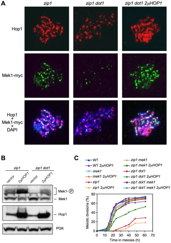 Hop1 overproduction restores Mek1 function in the absence of Dot1.