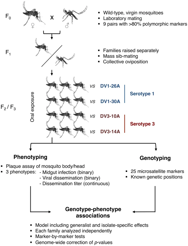 Schematic of the experimental strategy used to perform QTL mapping in an outbred <i>Ae. aegypti</i> population exposed to different dengue virus serotypes/isolates.