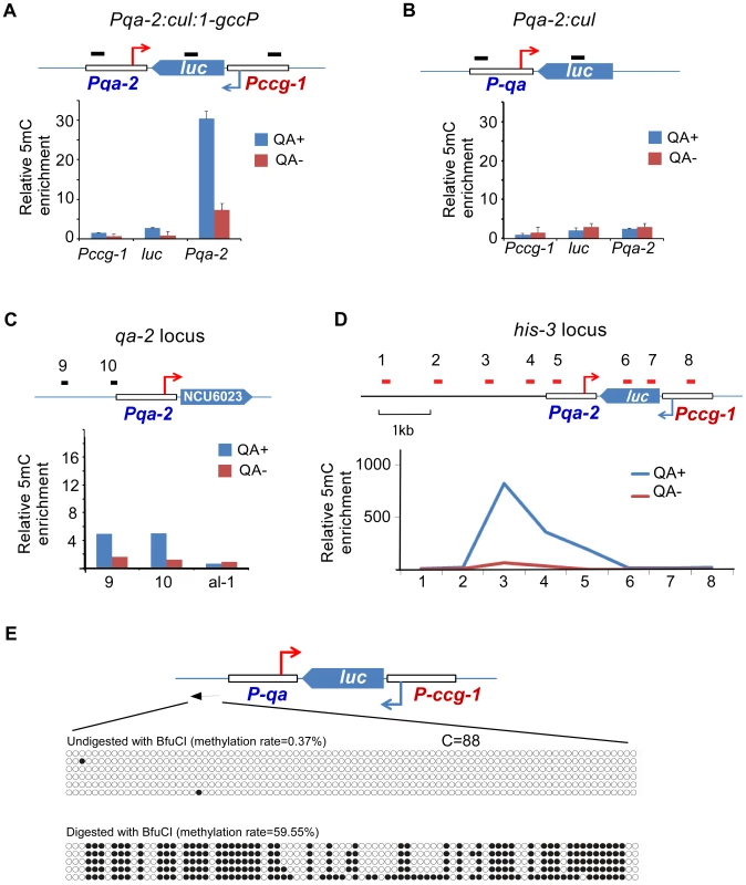 DNA methylation is induced in the promoter region of an artificial convergent transcription construct upon induction of transcription.