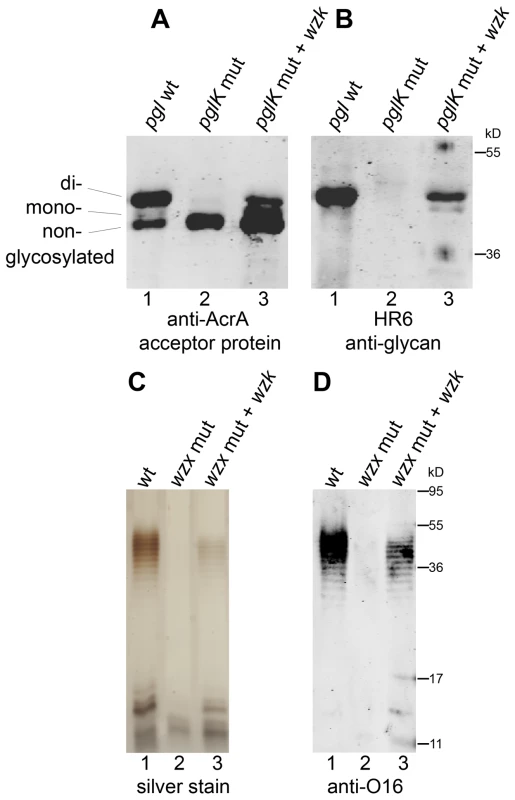 <i>H. pylori</i> has a flippase able to translocate diverse UndPP-linked glycans.