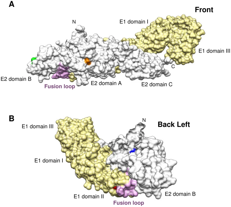 Location of E1.101, E2.12, E2.82 and E2.216 in the CHIKV E1/E2 heterodimer.