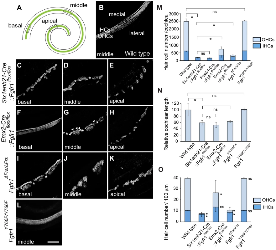 Cochlear hair cells are reduced in <i>Fgfr1</i> mutants.
