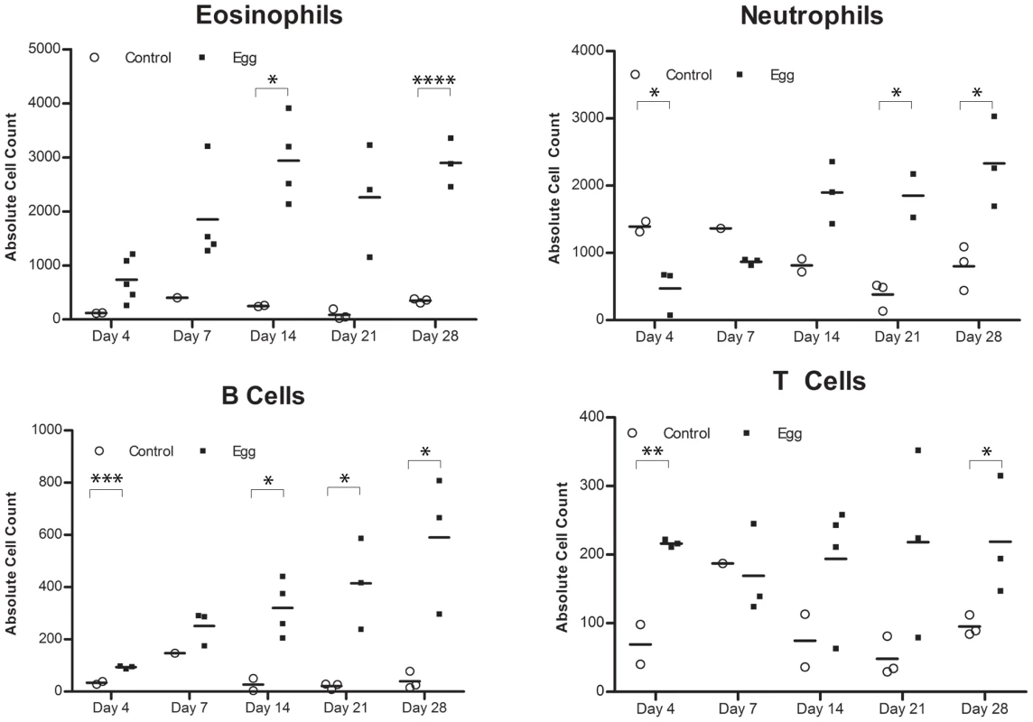 <i>S. haematobium</i> egg-injected bladders accumulate a mixed inflammatory infiltrate dominated by eosinophils and neutrophils.