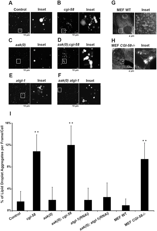 Increased lipid droplet aggregates were observed in CGI-58-deficient Dauers.