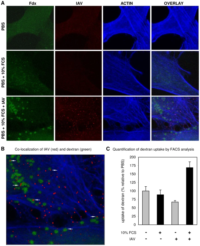 Induction of uptake of dextran into vesicles by the combined action of serum and IAV.