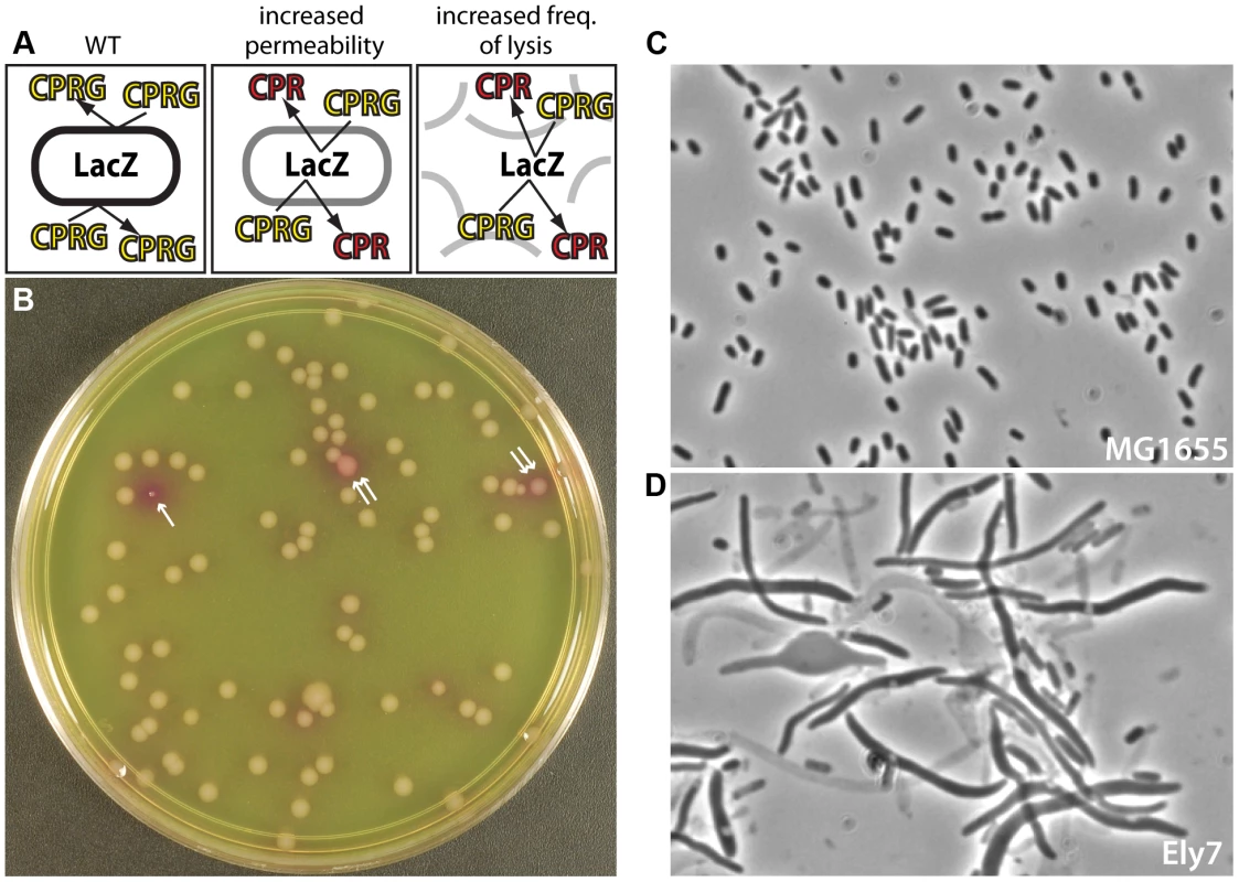 A screen for mutants defective in cell envelope assembly.