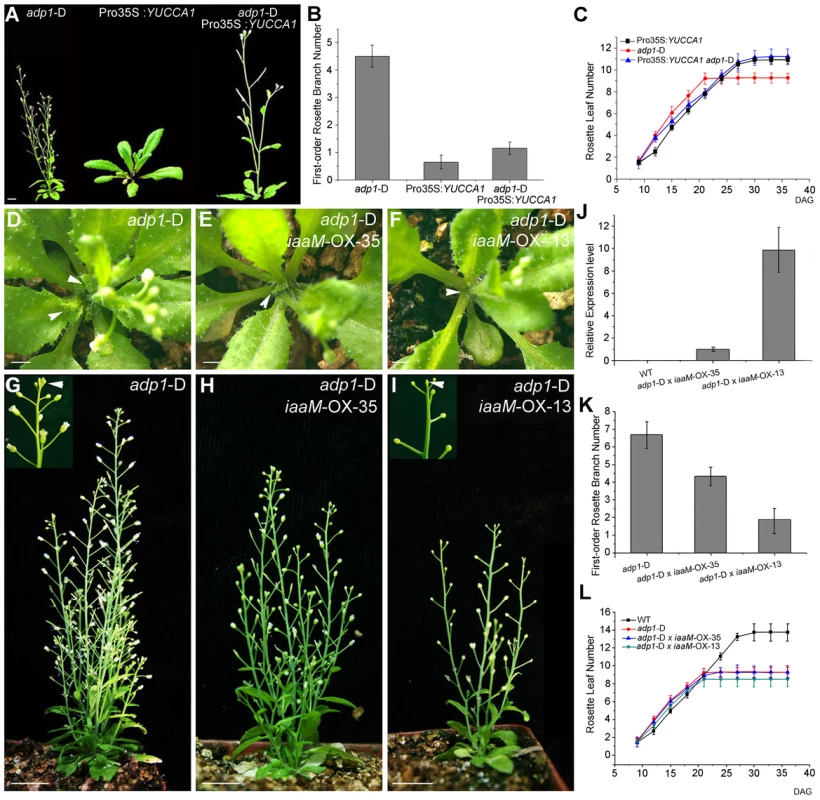 Correlation of auxin level with first-order rosette branch number.