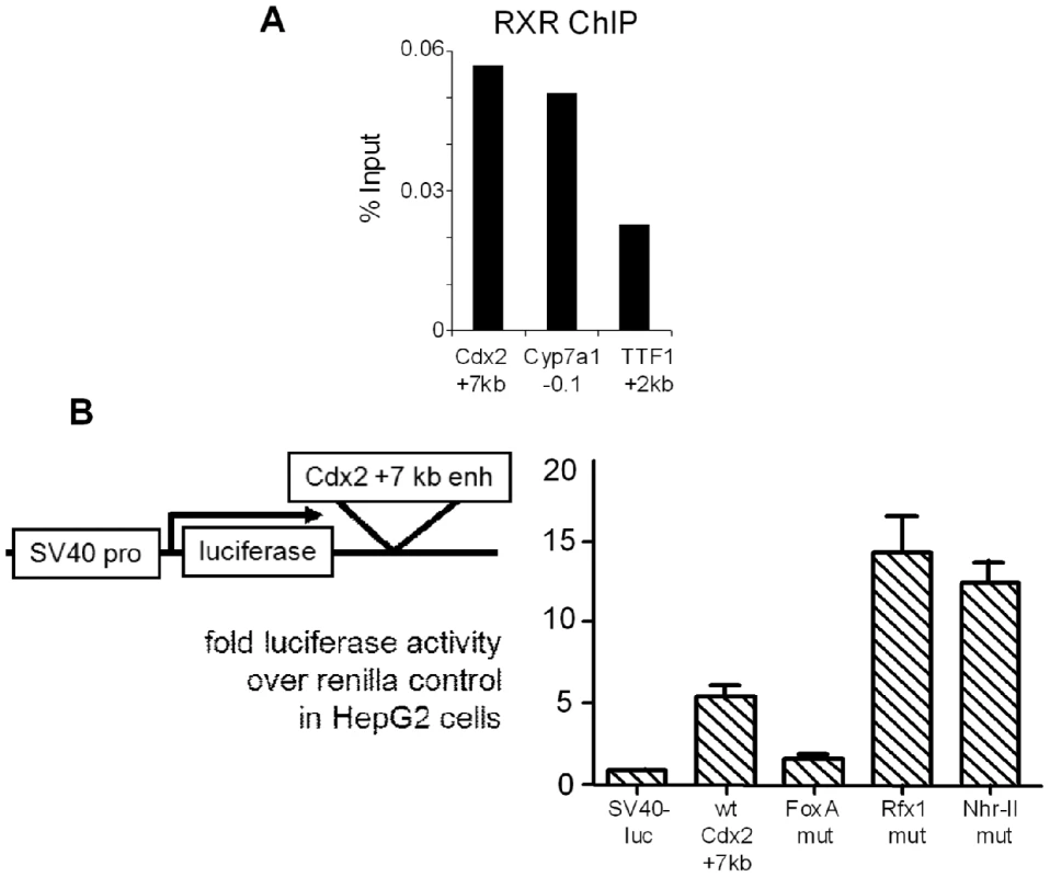 Repressive NHR-II factor binding to the <i>Cdx2</i> +7 kb enhancer.