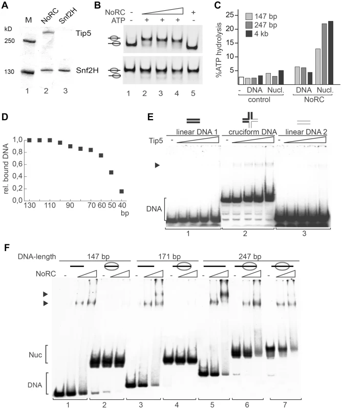 Analysis of NoRC activity and nucleosome binding.