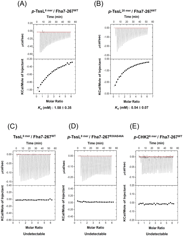 Phosphorylated TssL is a direct binding partner of Fha.