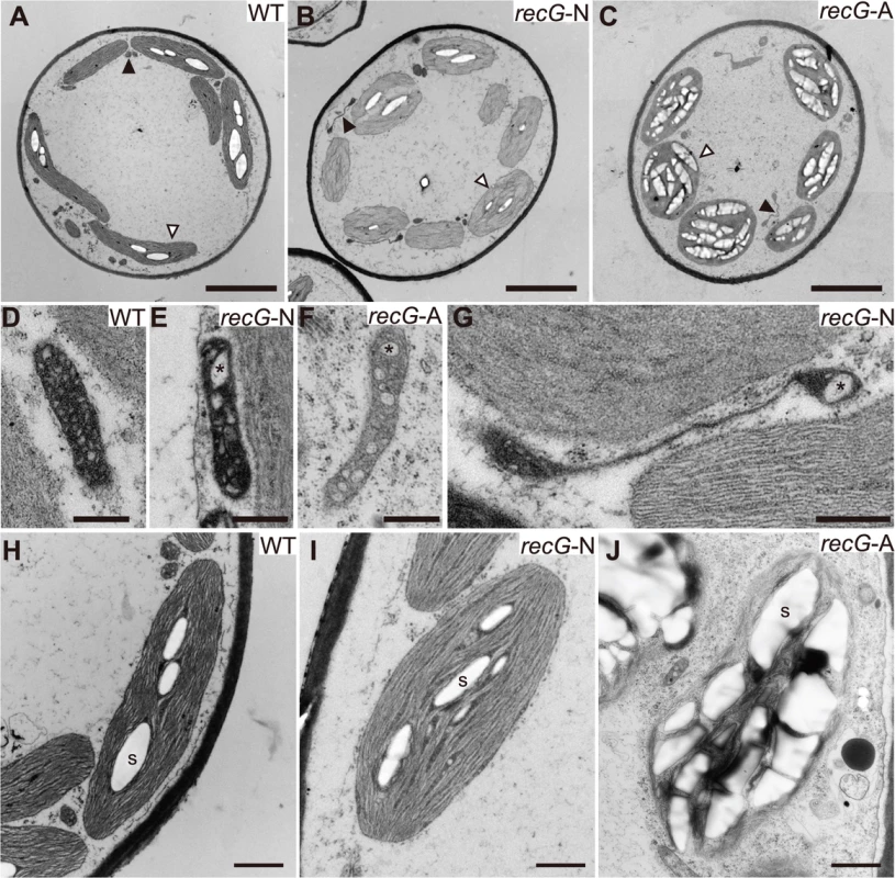 Ultrastructure of <i>RECG</i> KO protonemal cells.