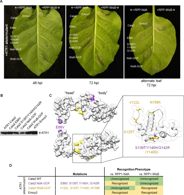 ATR1-Cala2 gain of recognition mutations yield RPP1-NdA specific hypersensitive response (HR).
