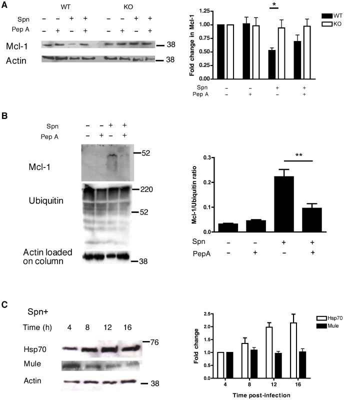 Cathepsin D facilitates Mcl-1 downregulation.