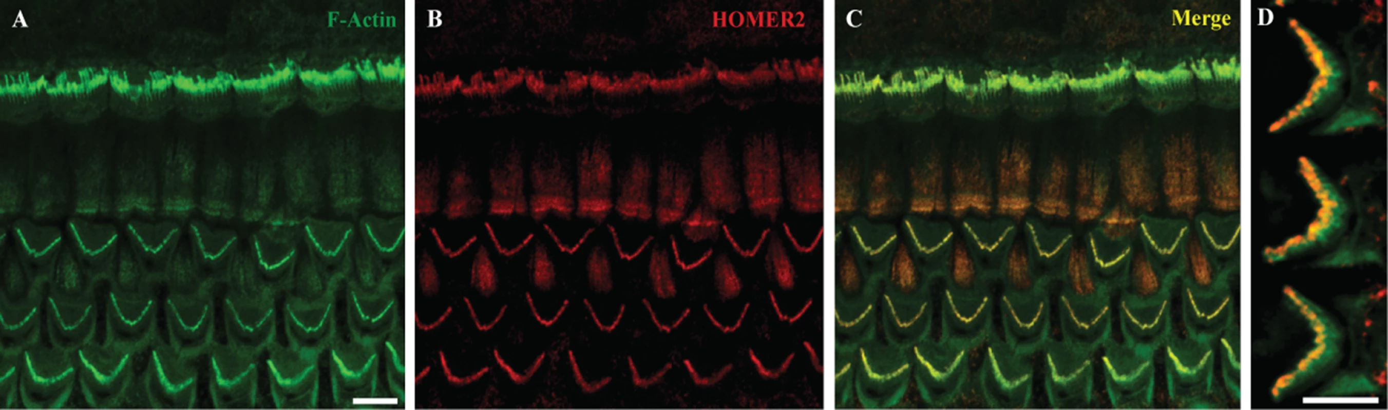 Homer2 expression in P2 mouse inner ear.
